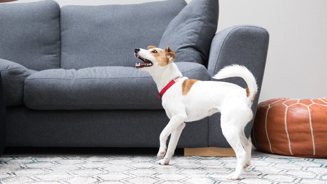 How to stop barking when best sale left alone